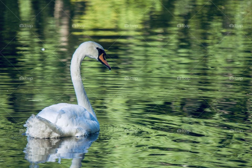 Swan on a lake