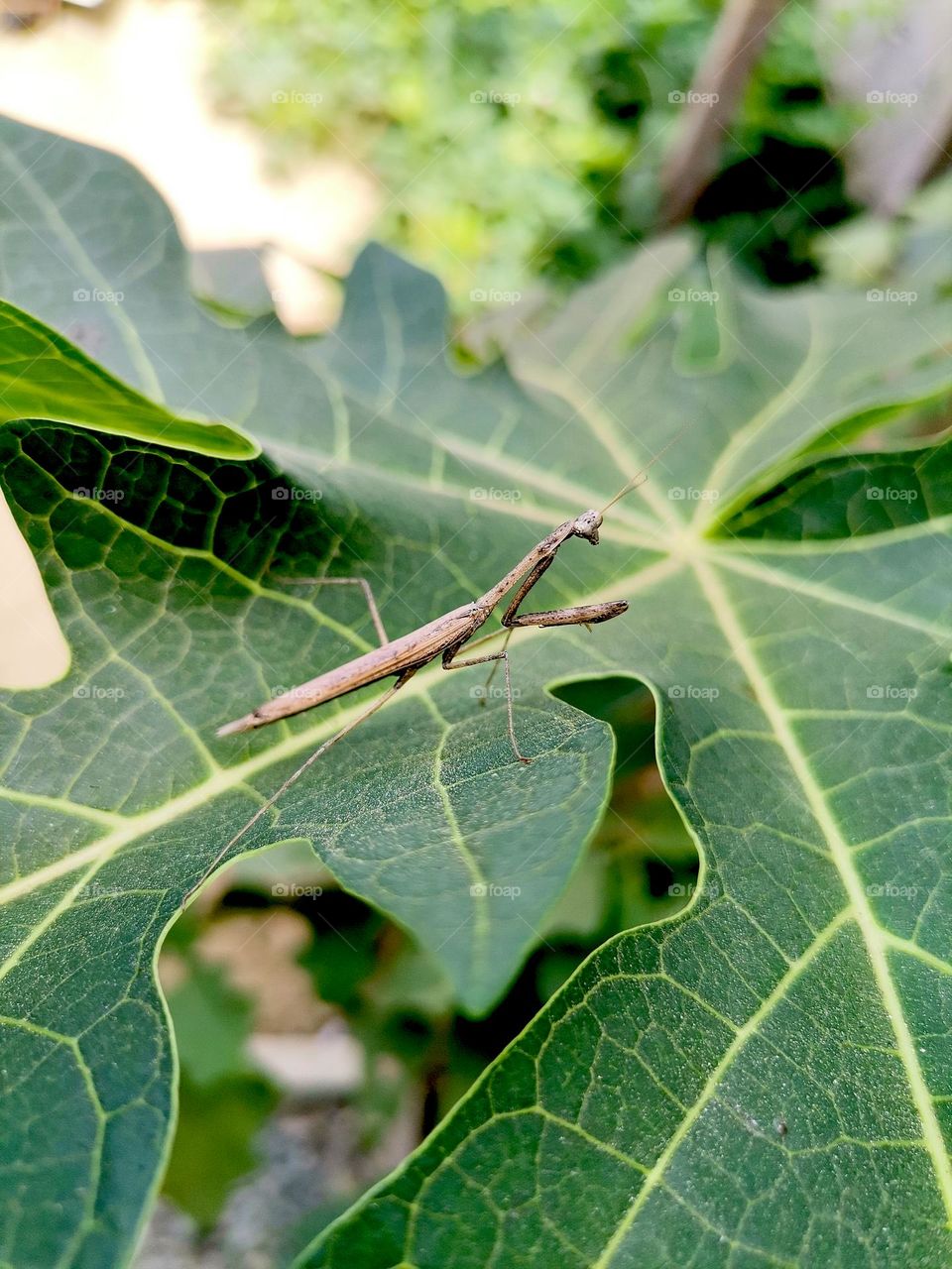 Cute little Mantis😍