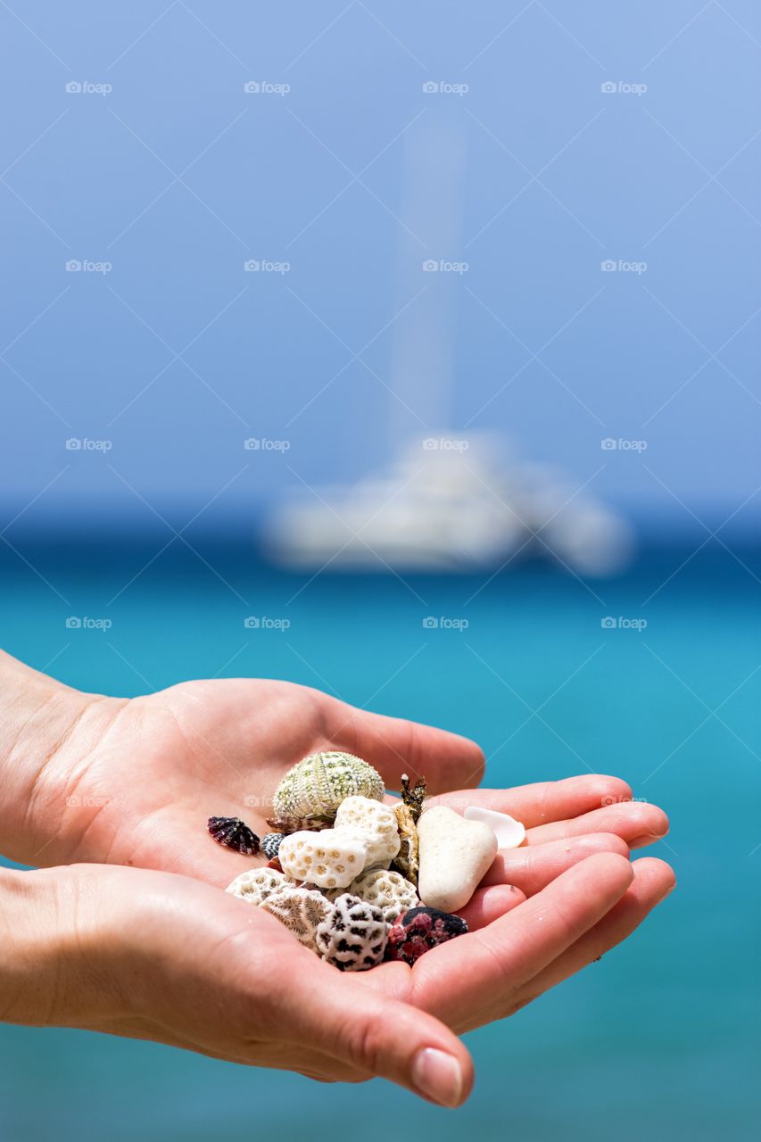 Sea shells in the hand