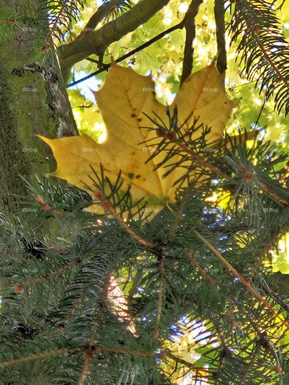 got lost in the cypress branches