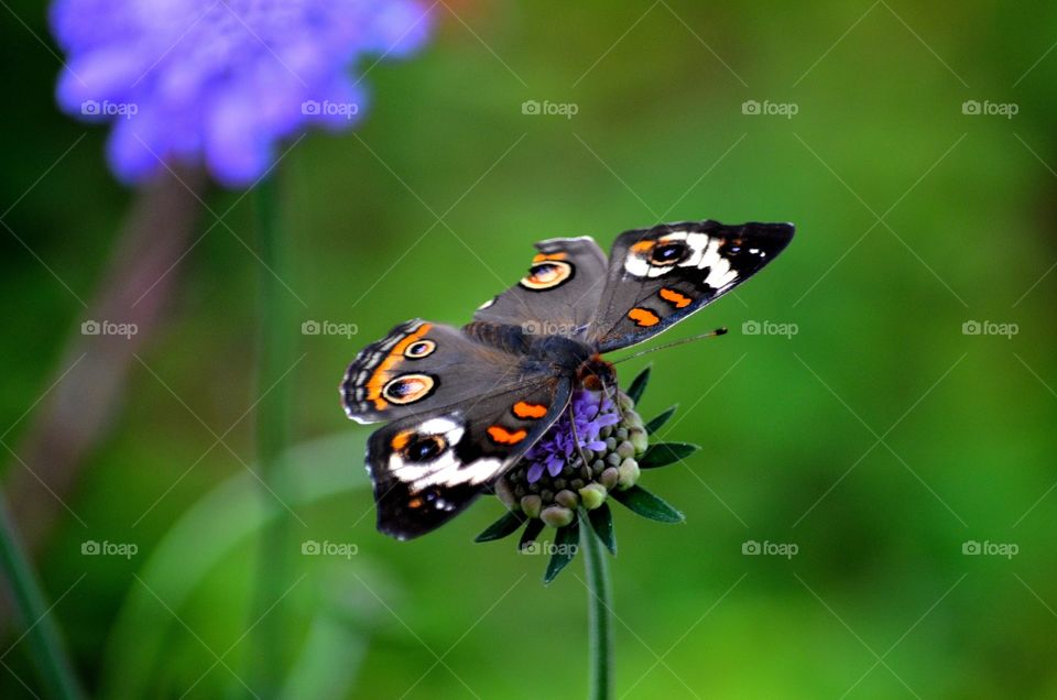 Elevated view of black butterfly