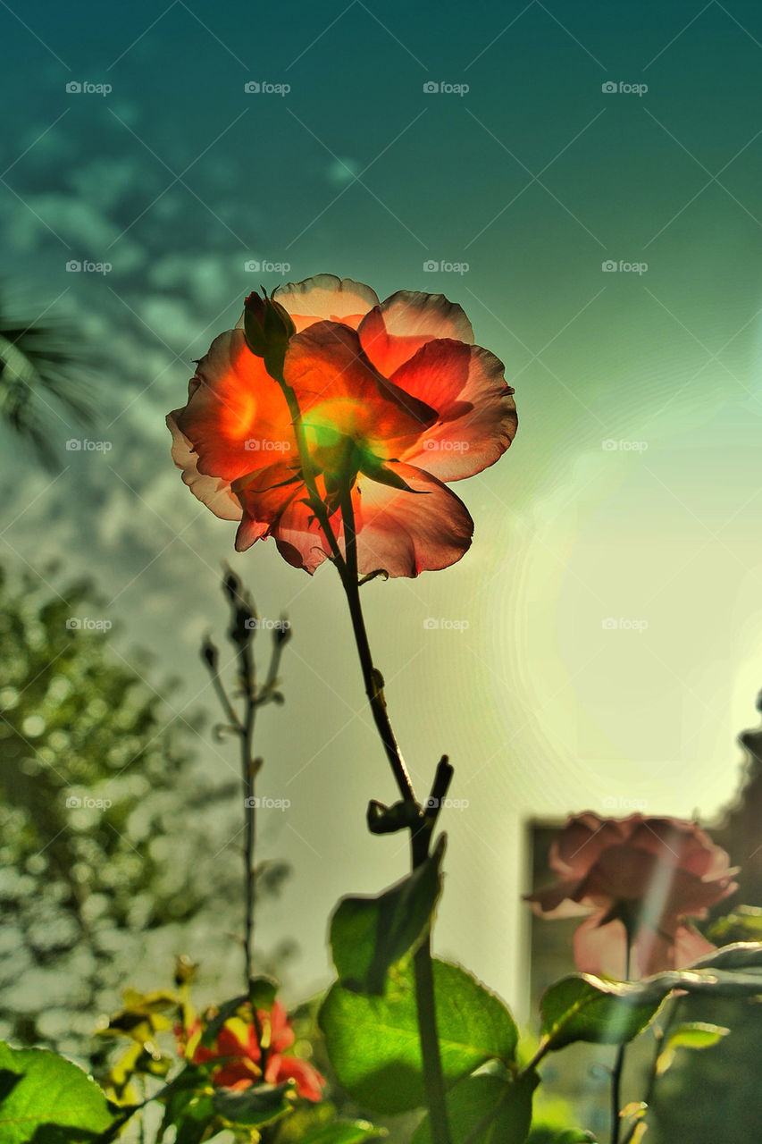Rose flower plant against sky