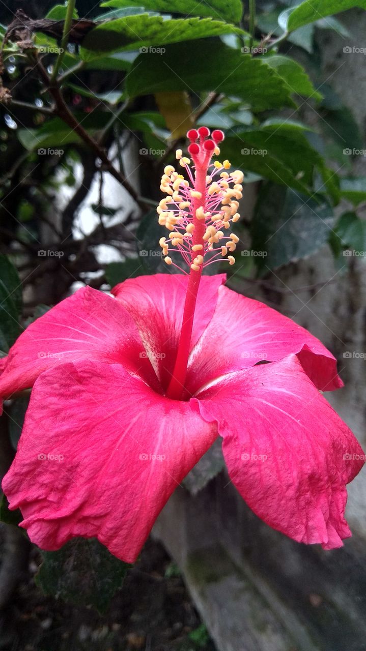 love to flowers..it's a part of my life.