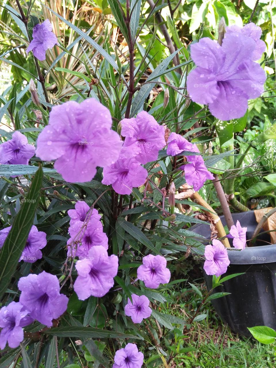 Kencana Ungu only from 1 pot