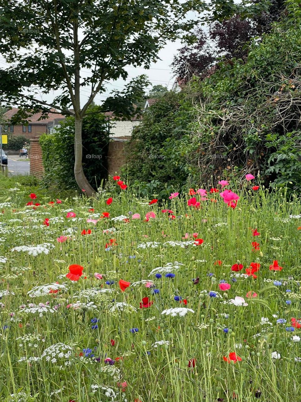 Colourful garden with flowers