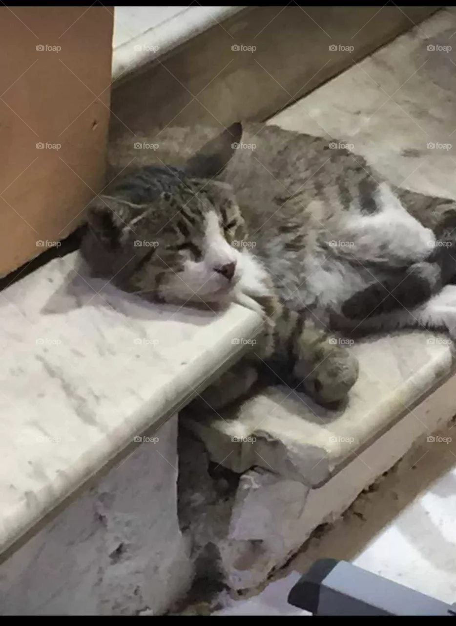Sleepy cat