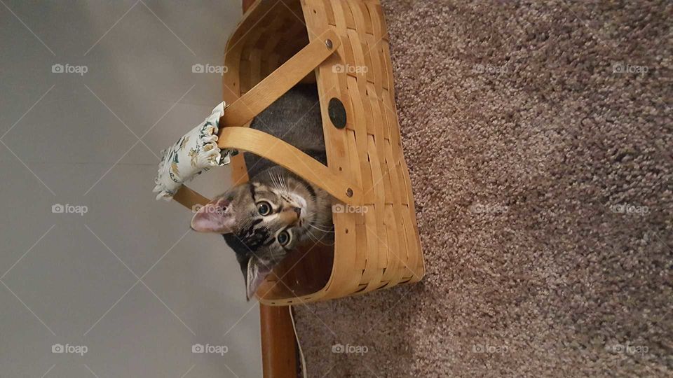 kitty in a basket