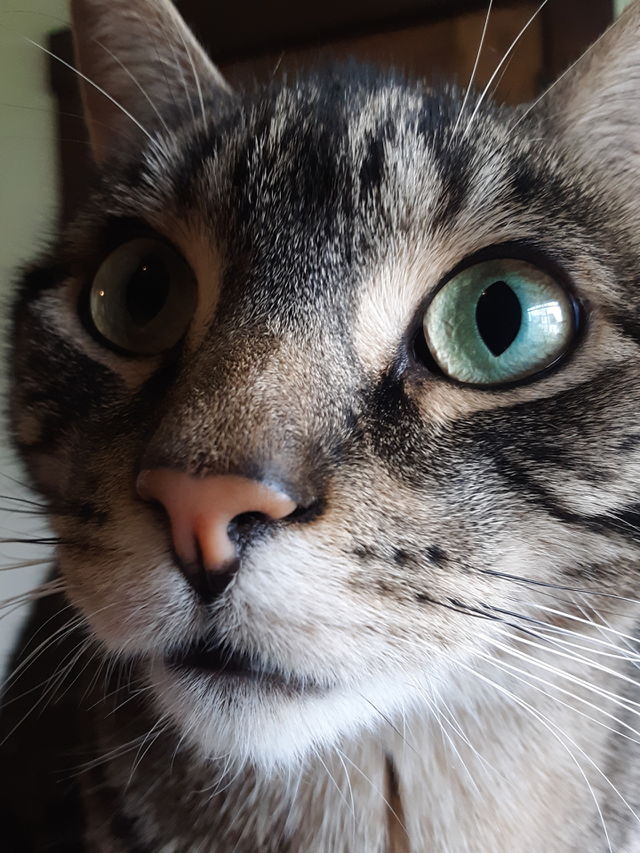 cat eyes