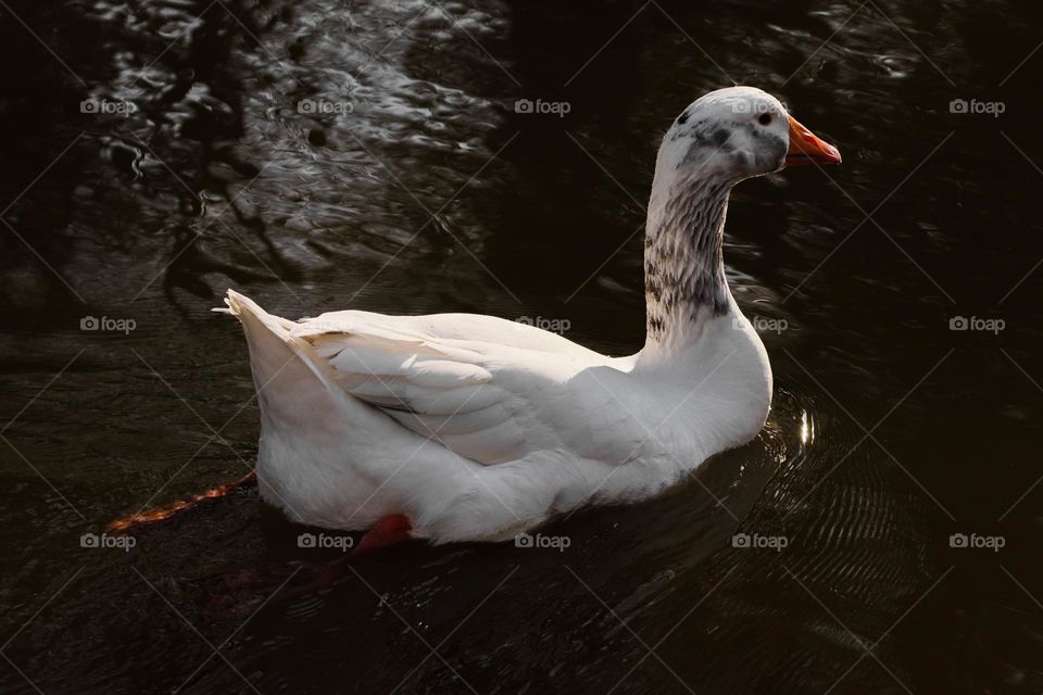 One white goose with dark gray spots on the neck swims on the lake paddling with its paws in the evening sunset in a public park in Belgium, close-up side view. Bird lifestyle concept.