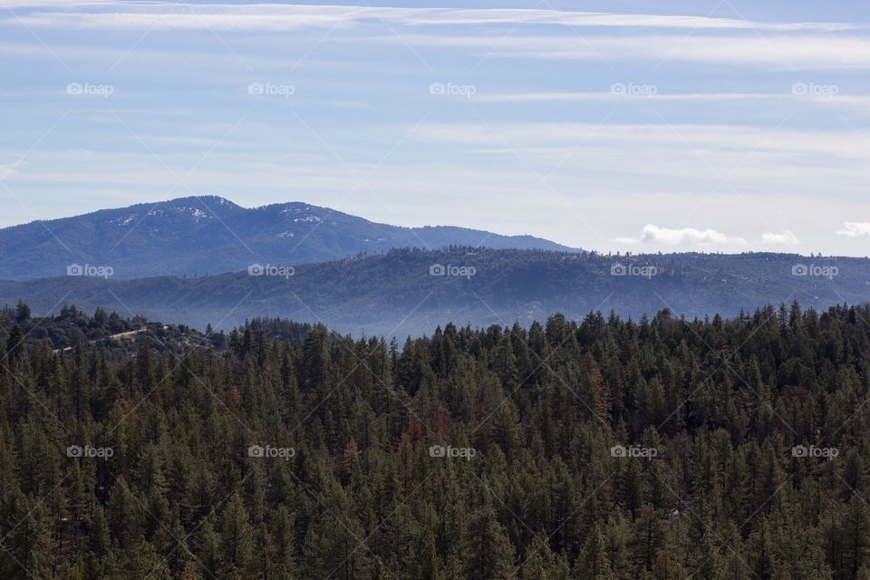 Forest on mountain in foggy weather