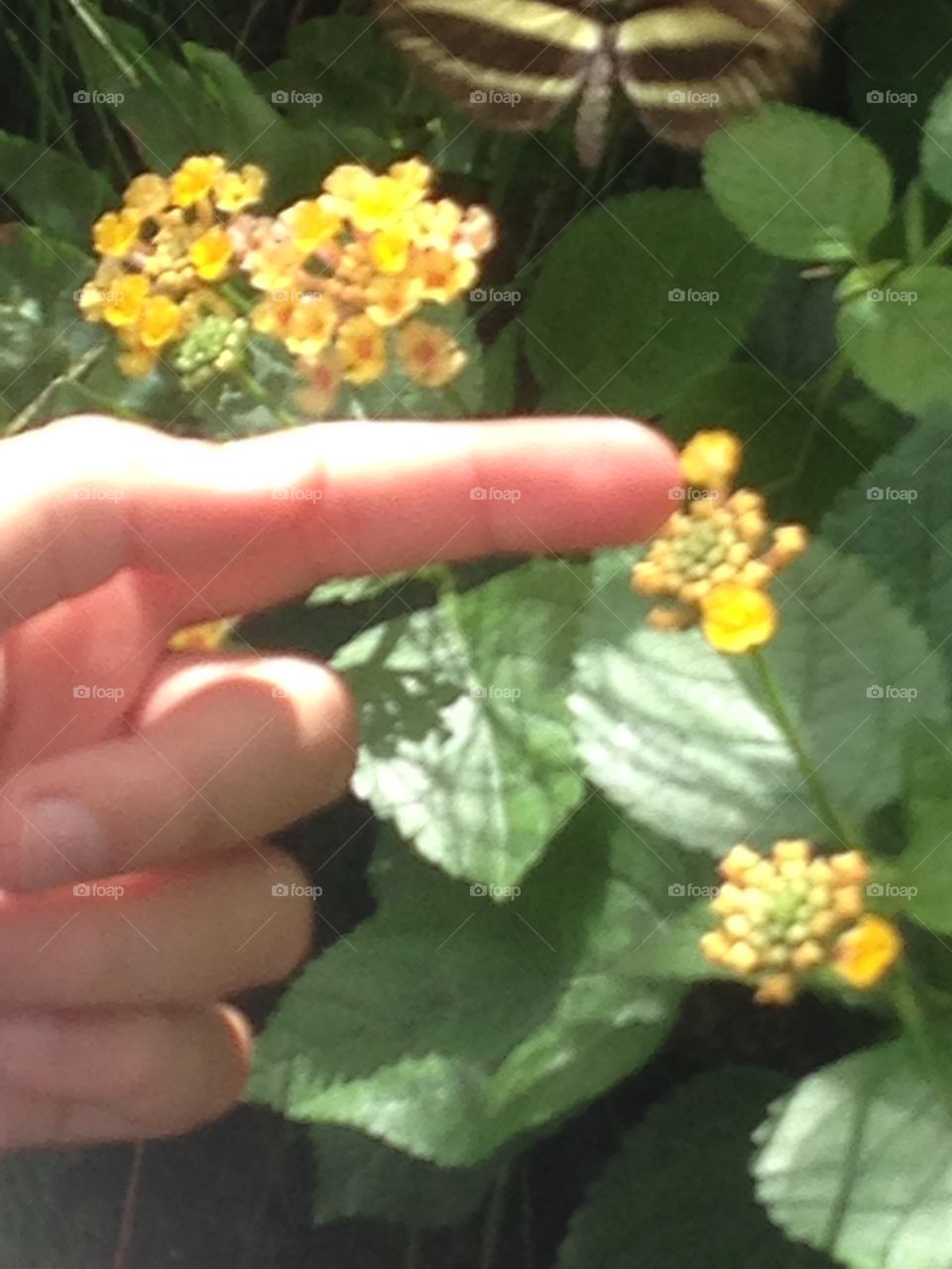 Flower, Nature, Leaf, Outdoors, No Person