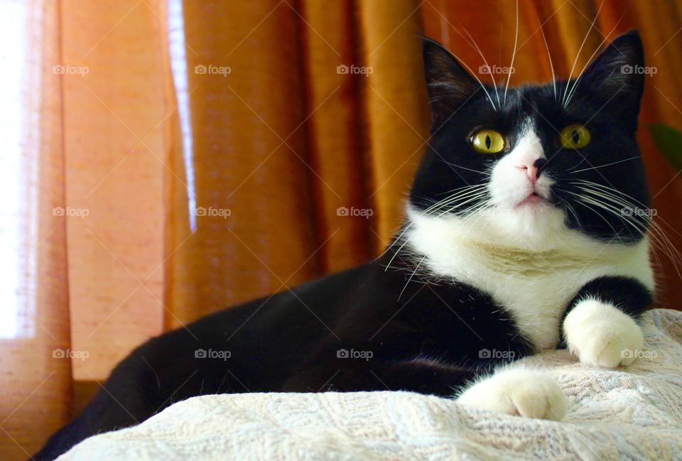 Pretty cat with pink nose and yellow eyes