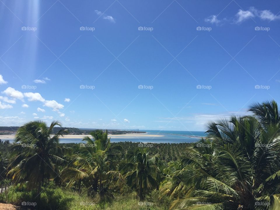 Coconut Gunga Beach Alagoas Brazil