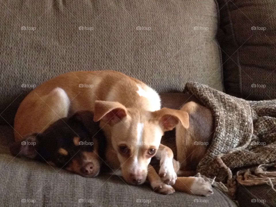 Cuddle pups