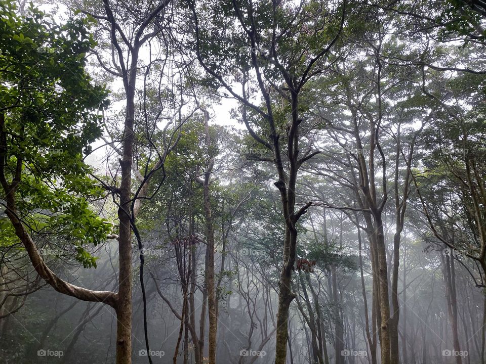 fog and forest