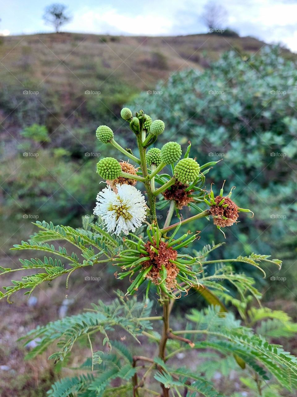 Flowering shoots in the morning