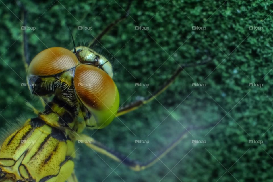 Close-up of dragonfly
