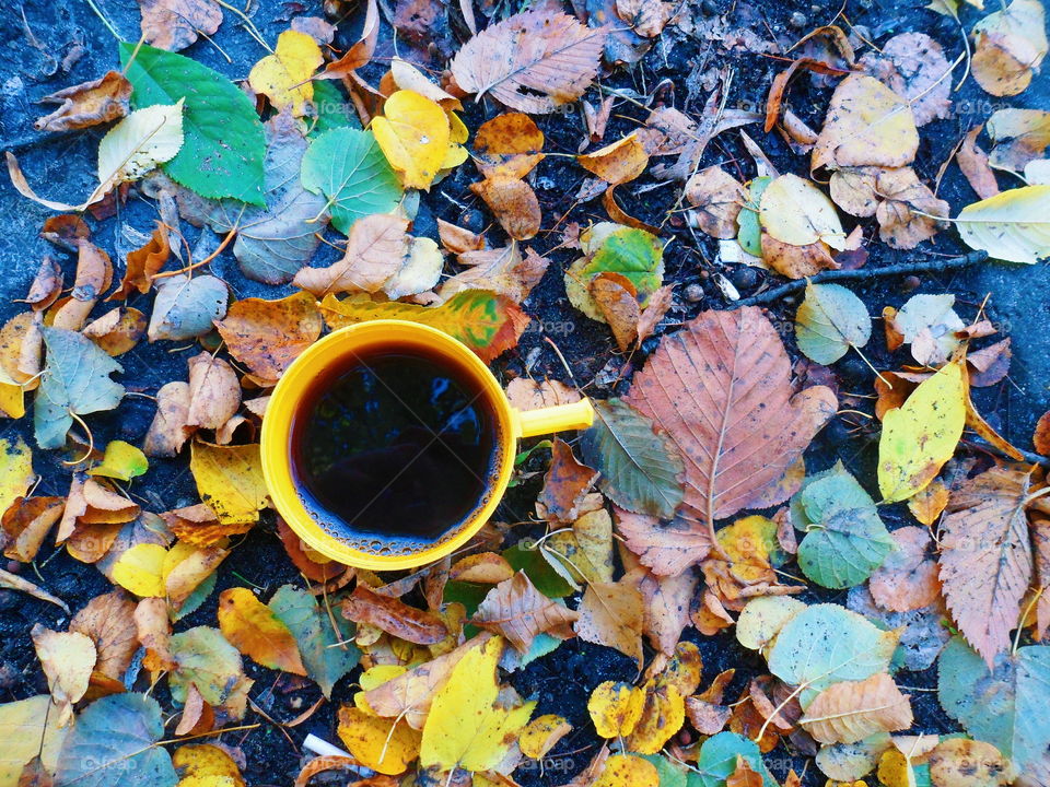 a cup of black tea on autumn leaves