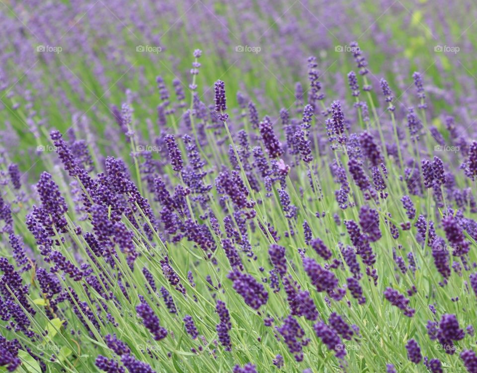 Lavender in the city