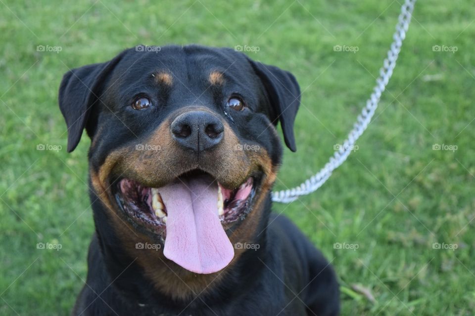 Rottweiler dog sticking out tongue