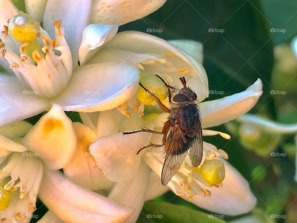 Closeup bush fly on an orange blossom