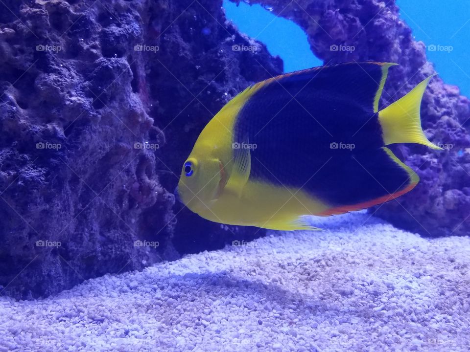 angel fish