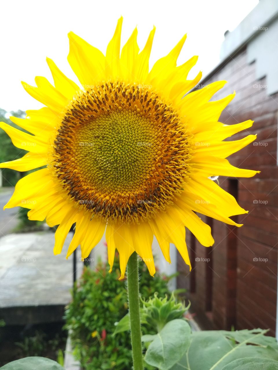 Nature, Sunflower, Summer, No Person, Flora