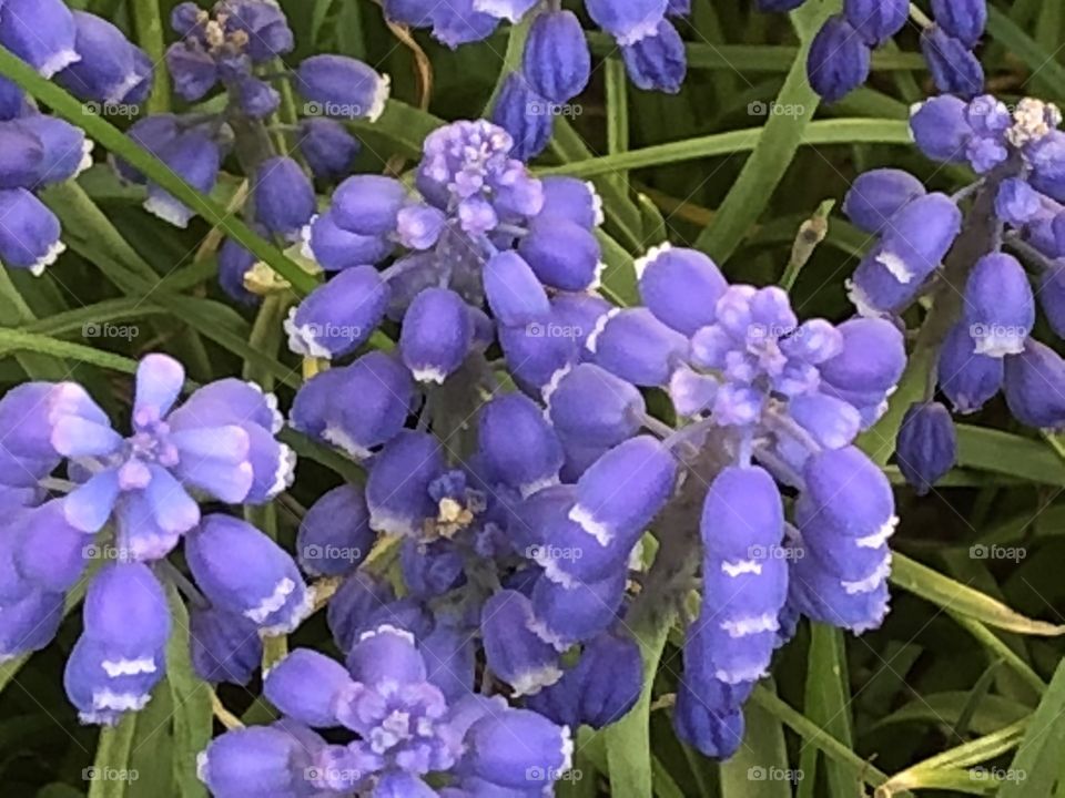 Grape Hyacinth 