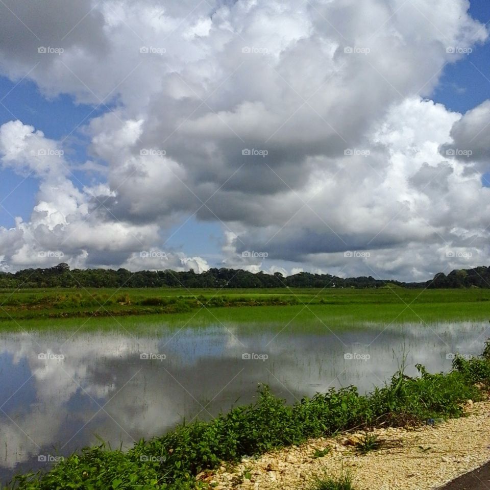 Rice field in Tanah Li
