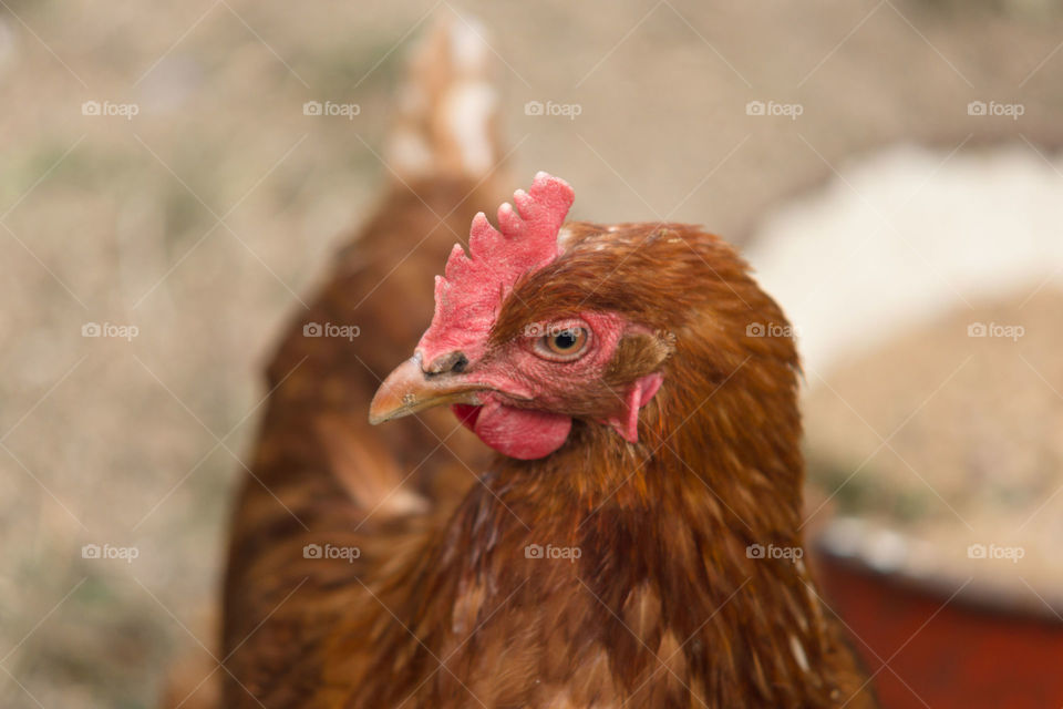 Brown chicken