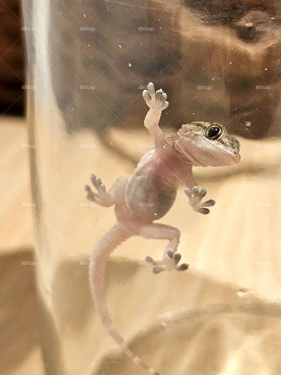 A small lizard on a glass waiting for the right moment to make a move and catch its dinner.