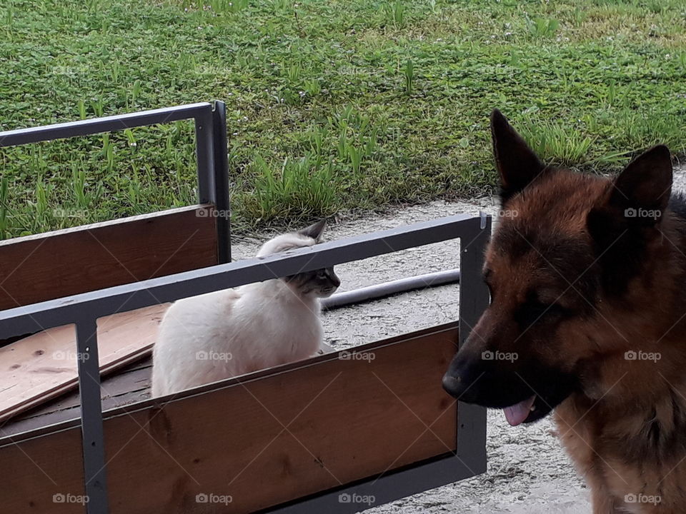 my cat Viola and my dog Iago