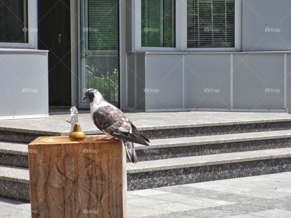 Pigeon drinks water from a drinking fountain