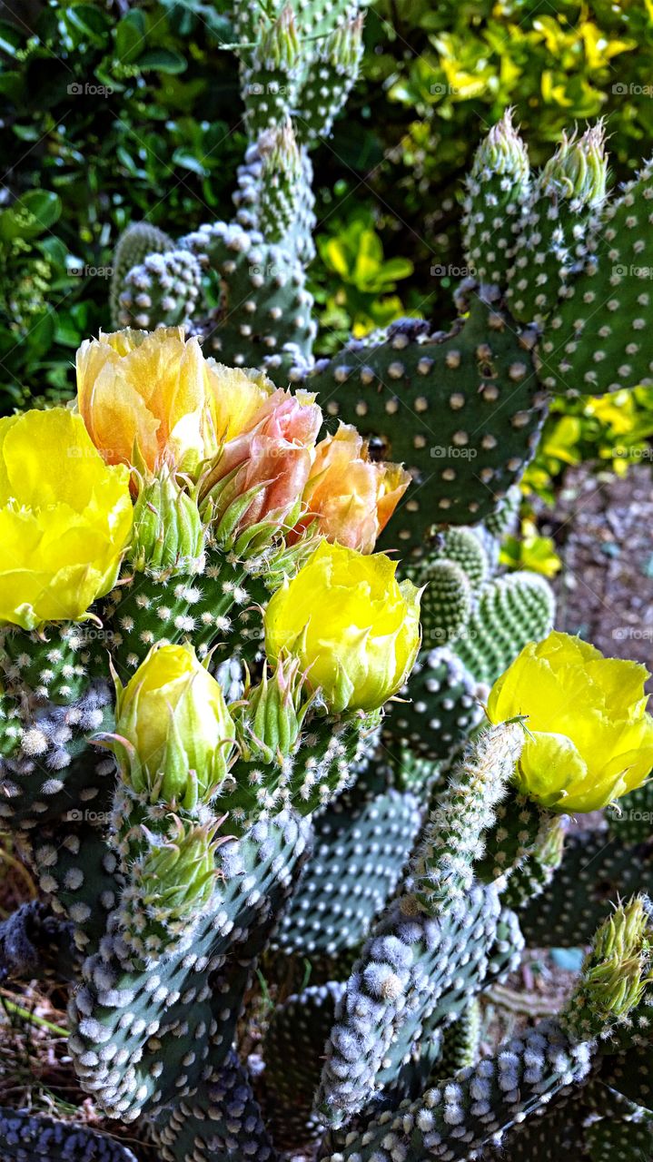 Cactus Flowers