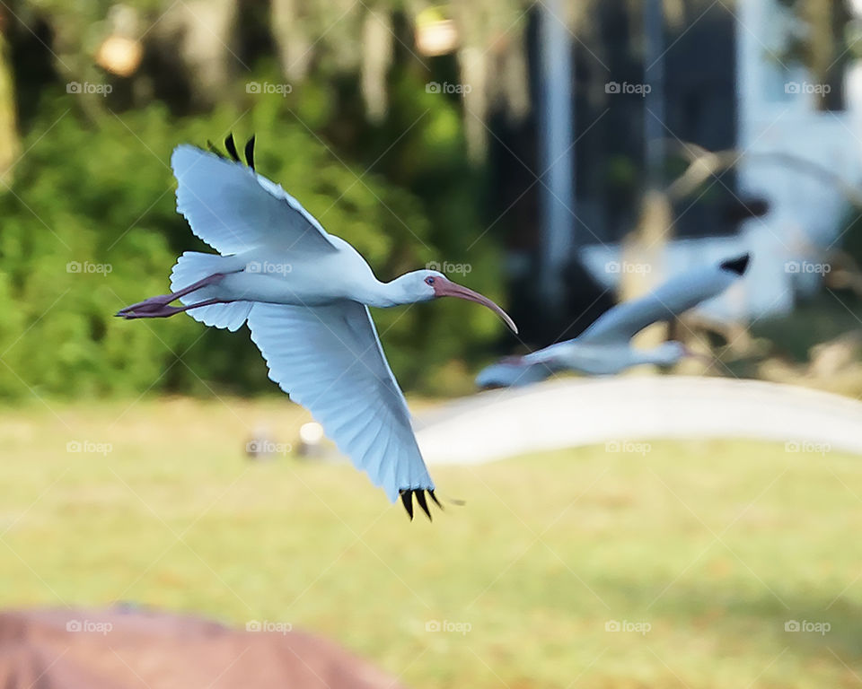 White Ibis in Flight