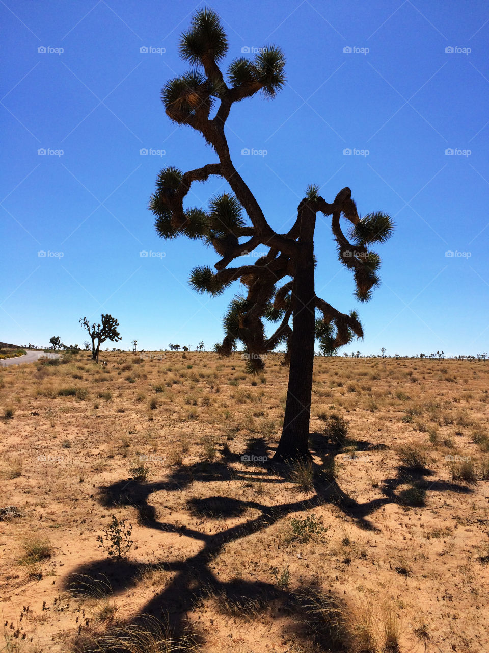 Joshua Tree National Park USA. Joshua Tree National Park USA