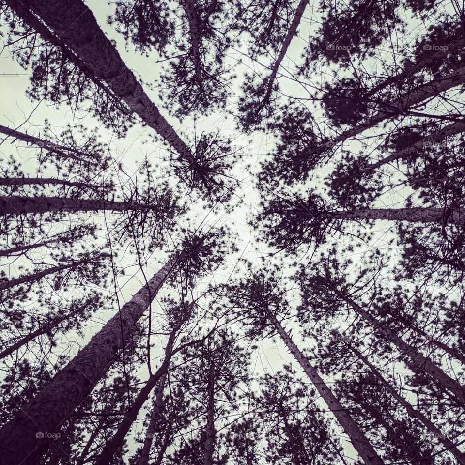 In the middle of a hiking adventure in the middle of the woods.