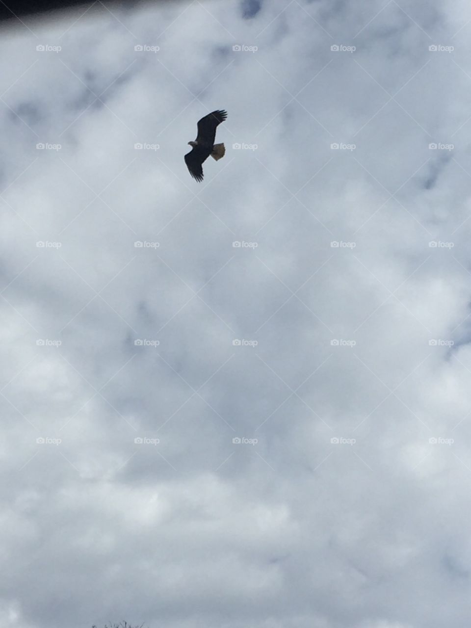 Soaring Bald Eagle