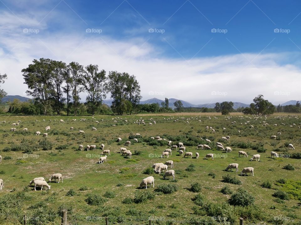 Sunshine, blue sky & sheeps!