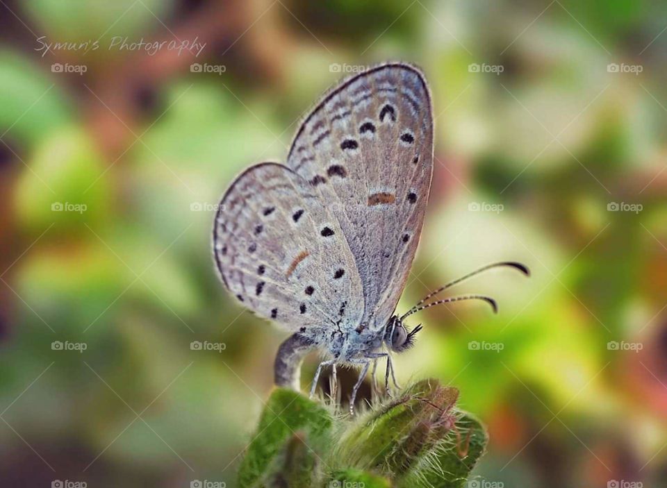 beautiful butterfly.