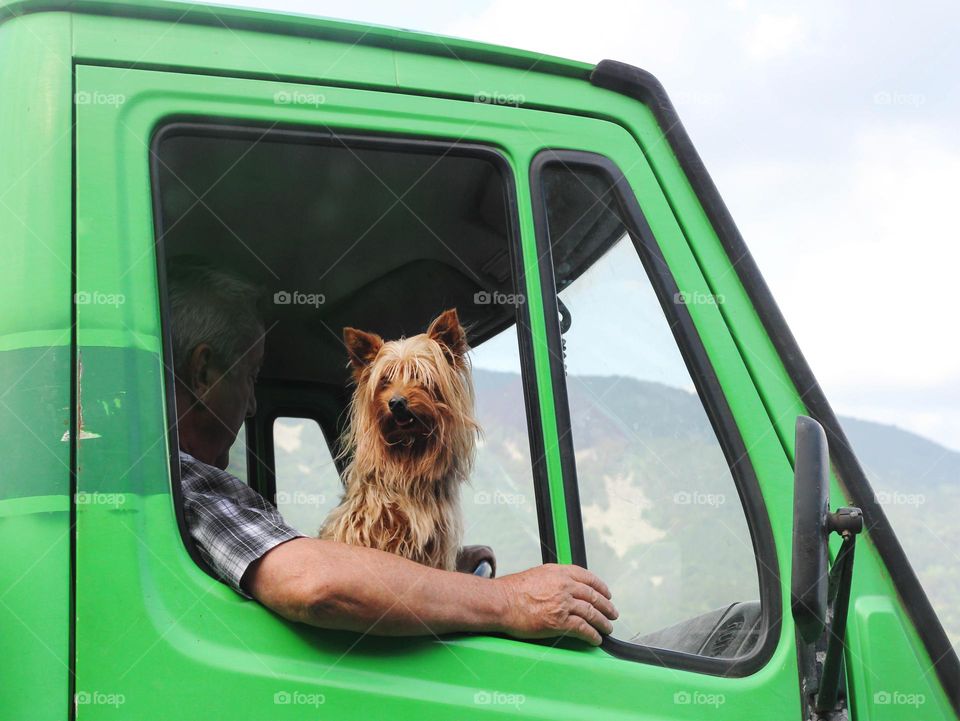 Dog in green truck