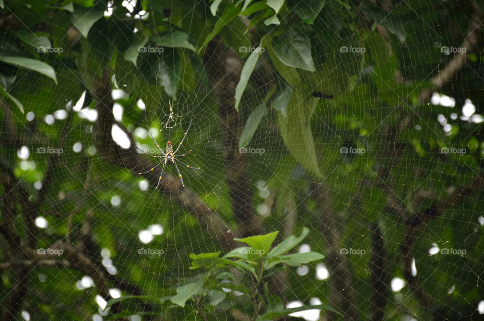 insect,web