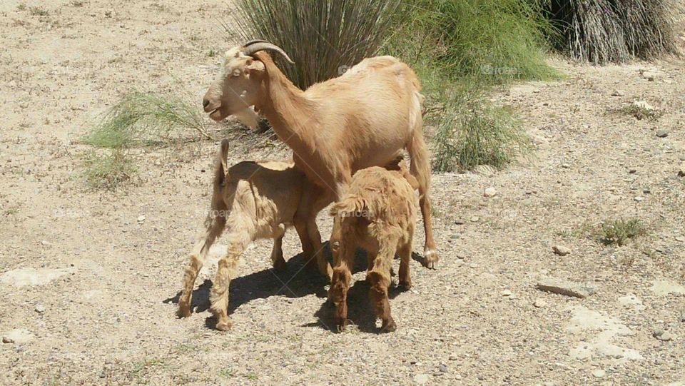 Baby goats breastfeeding mom goat.