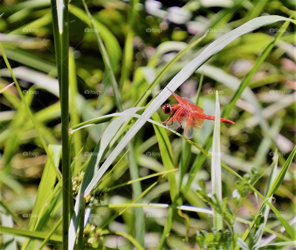 close up of a red dragonfly resting on a blade of grass.