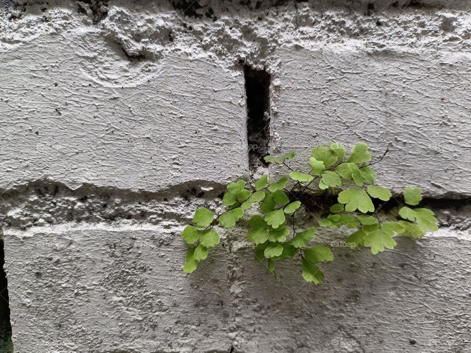 Maidenhair