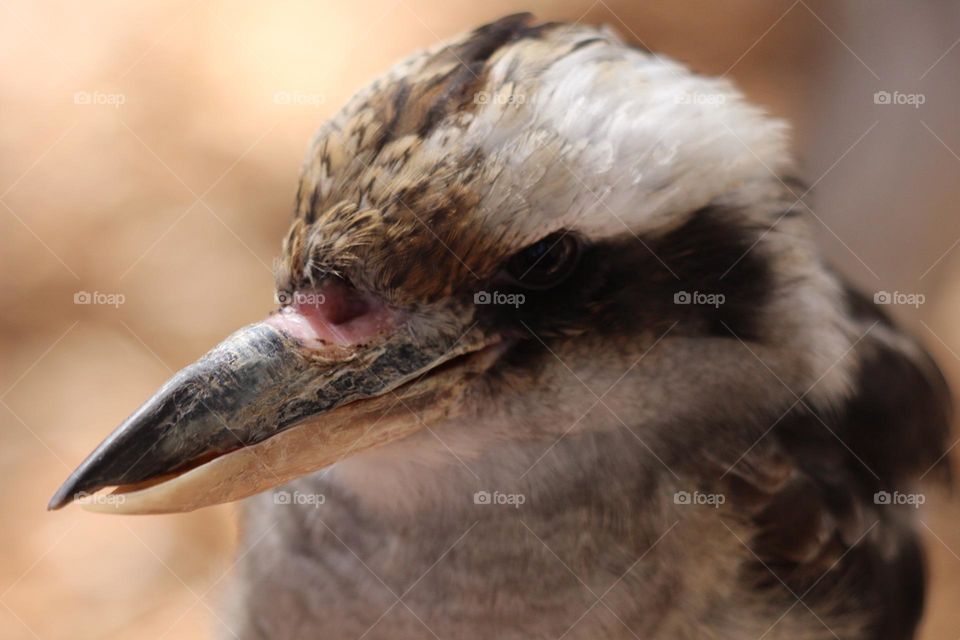 A cheeky kookaburra staring down its beak at me with a funny little birds side eye