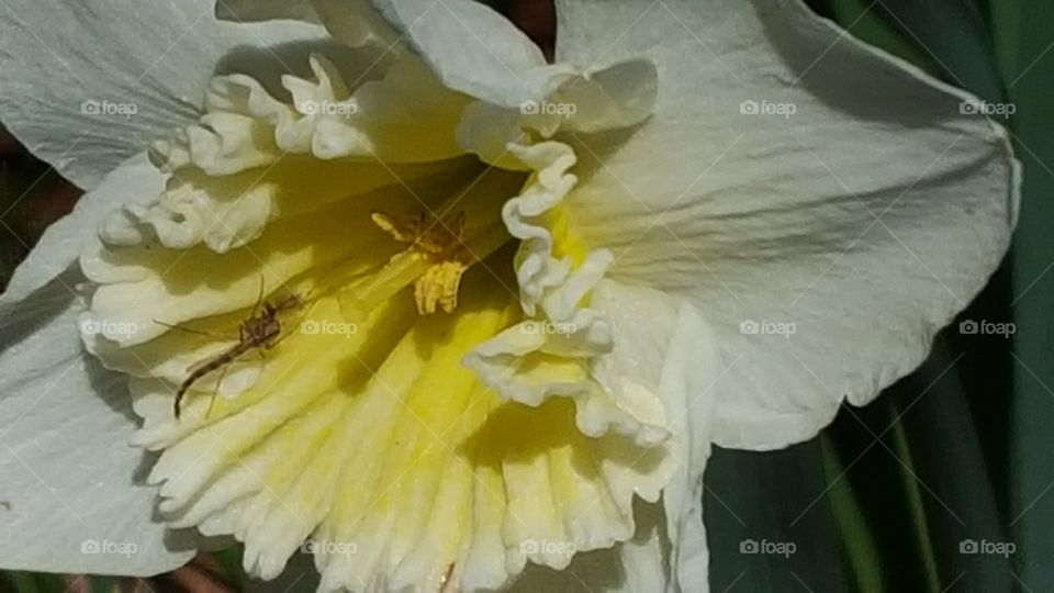 Flower, Nature, Flora, Petal, No Person