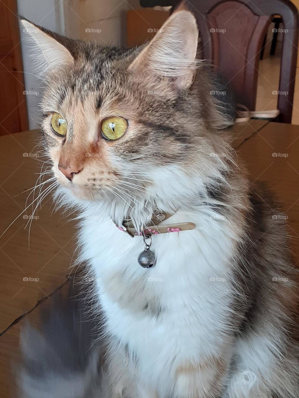 la atenta mirada de la gata