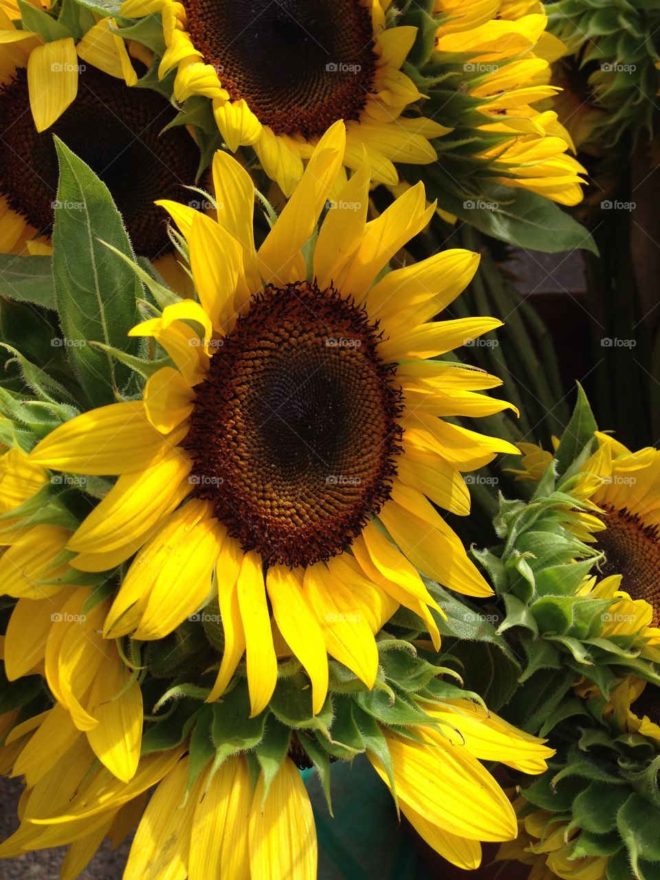 Bright sunny yellow sunflower 