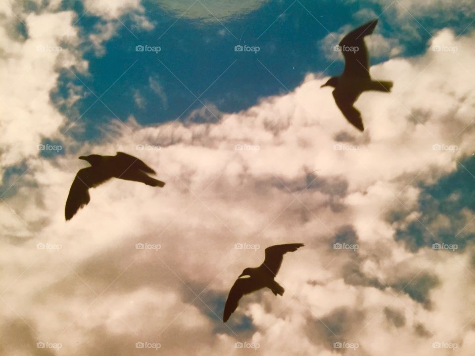 Birds in the sky . Fly 